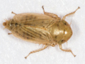 Streptanus sordidus